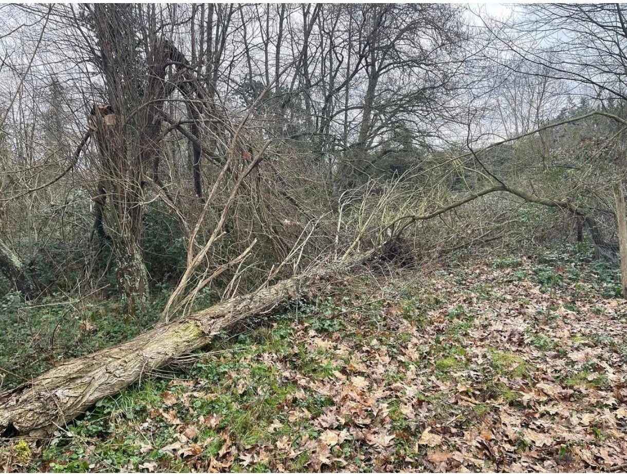 Parcelle en désordre avec des branches et débris après une tempête.