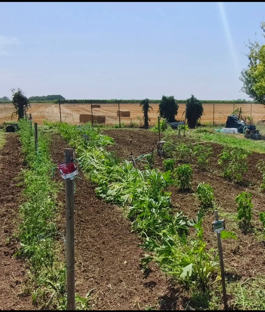Potager nettoyé et remis en culture après mise au propre — Gironde